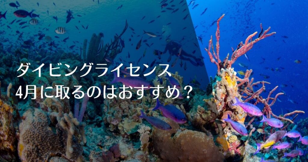 ダイビングライセンスを4月に取るのはおすすめ？のアイキャッチ画像